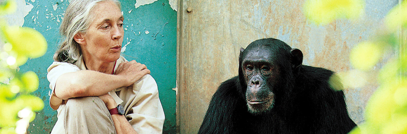 Jane Goodall Institut-Austria: Helfen Sie uns helfen!